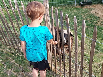 Ein Kind steht am Zaun und streichelt ein Schaf